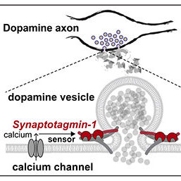 Synaptotagmin-1 acts as the fast calcium sensor to support dopamine release