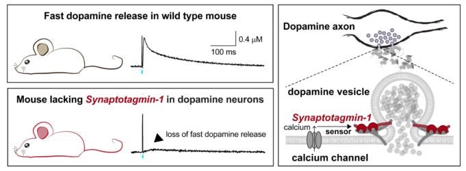Synaptotagmin-1 acts as the fast calcium sensor to support dopamine release