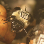 Bee Screenshot