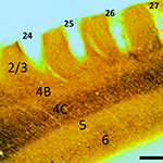 Cross section of the primary visual cortex of a monkey