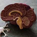 cross-section of a human brain