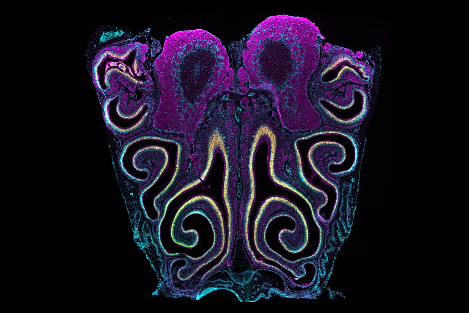 Nose to Brain: Cross-Section of the Mouse Nasal Epithelium