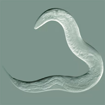 image of C. elegans