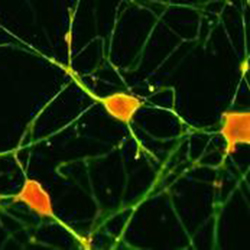 Cellular Modeling