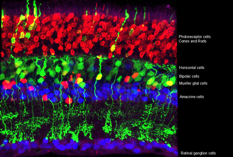 A Cross Section of the Mouse Retina