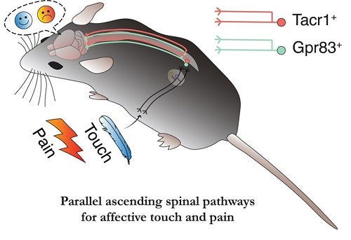 cartoon illustrating touch and pain pathways in a mouse