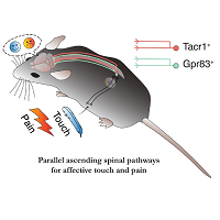 cartoon illustrating touch and pain pathways in a mouse