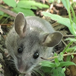 photo of a deer mouse
