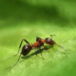 Ant