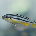 zebrafish