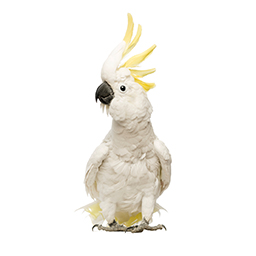 cockatoo stock photo