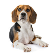 dog thumbnail