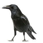crow thumbnail