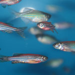 zebrafish colony