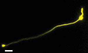 A cone photoreceptor in the primate fovea. 