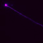 A cone photoreceptor in the primate fovea.