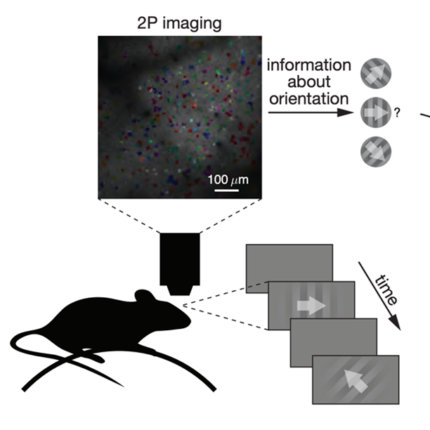 cartoon illustrating how neurons are recorded in the mouse visual cortext