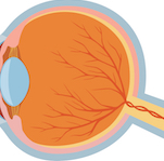 diagram of an eye