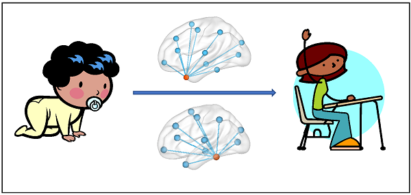 cartoon illustrating changes in the brain between infancy and school age