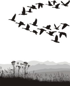 illustration of a flock of birds flying in a v formation