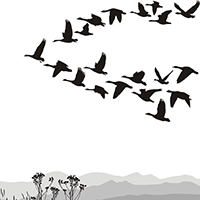 Flock of Birds_thumbnail