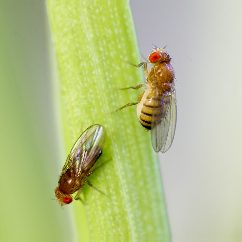 Fruit flies