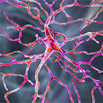 image of a retinal neuron. Image: Dr_Microbe/iStock/Getty Images Plus