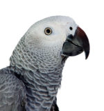 Parrot Thumbnail