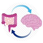 an illustration showing intestines and the brain