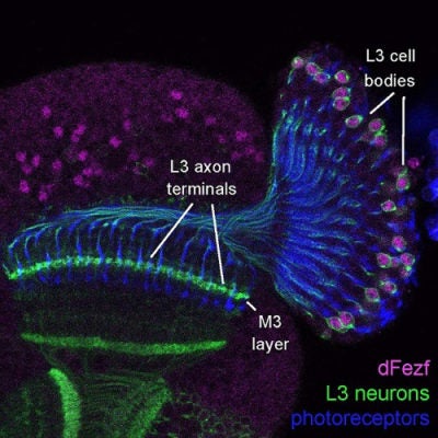 Fluorescently labeled L3 lamina neurons in the fly visual system. L3 neurons are labeled in green, photoreceptors in blue, and dFezf transcription factor in magenta.