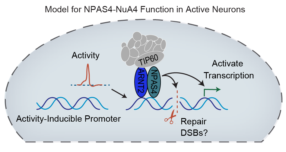 Model showing how NPAS4-NuA4 may be working in stimulated neurons, activating stimulus-dependent transcription while simultaneously coordinating DNA break repair.