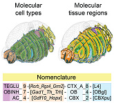 Molecular cell types and tissue regions across the mouse brain