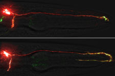HeimanLabNerve