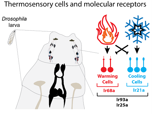 Warming Cells are activated by warming and inhibited by cooling, Cooling Cells vice versa. The receptor Ir68a, is needed to sense warming and the receptor Ir21, to sense cooling. The co-receptors, Ir93a and Ir25a, are needed for both cooling and warming sensing.