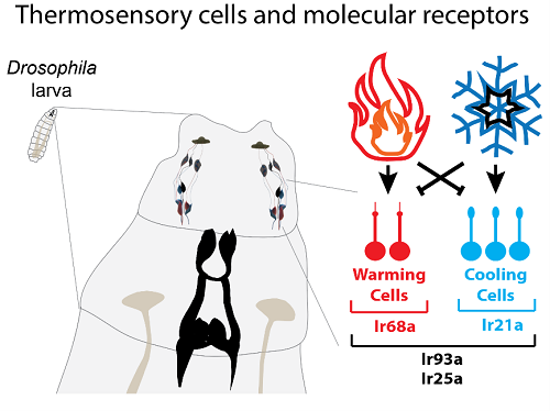 Thermosensory processing in the Drosophila brain