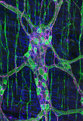 Enteric neurons reside within the gut, so numerous that they have been referred to as "the body's second brain". Within the muscle walls of the colon, clusters of enteric neurons form a neural net (myenteric plexus) that contributes to various GI functions, including gut motility, sensing, and secretion. Enteric neurons signaling through nitric oxide (nNOS) are labeled in green. In magenta are sensory nerve fibers that release the neuropeptide CGRP. Cell nuclei are labeled in blue.