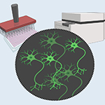 Schematic of GCaMP imaging based high-throughput screening