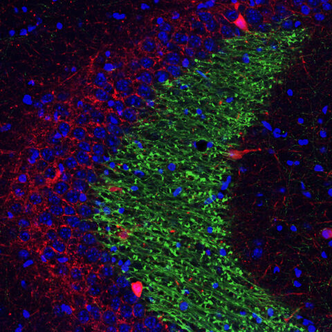 Synaptic Talk Inside the Brain by Nannan Guo