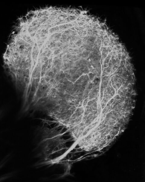 Retinofugal Projections into the Optic Tectum of Larval Zebrafish by Clemens Riegler