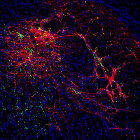 Serotonergic Modulation of Sensory Information by Olga Alekseyenko