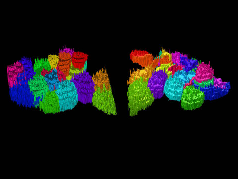 Glomeruli of the Fruit Fly Antenna Lobe by Matthew Churgin
