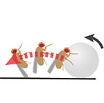 illustration of a fruit fly interacting with a ball