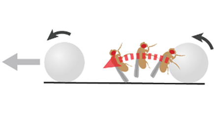 illustration of a fruit fly interacting with a ball