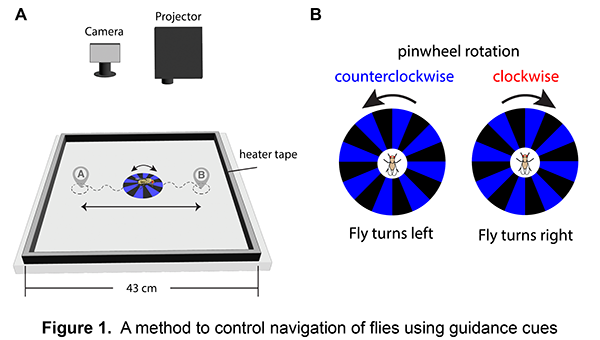 Figure illustrating a method to control navigation of flies using guidance cues