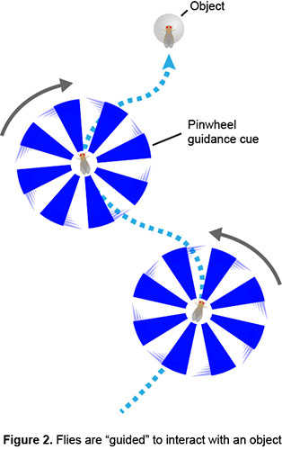 Figure illustrating how flies are guided to interact with an object