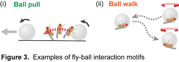 Figure illustrating examples of fly-ball interaction motifs