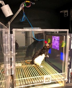 rat engaging in our touchscreen-based flanker task of cognitive control