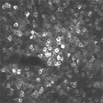 Layer 6 corticothalamic neurons in the auditory cortex of a behaving mouse recorded using two-photon calcium imaging.
