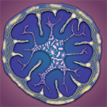 Cross section of the colon showing gut neurons