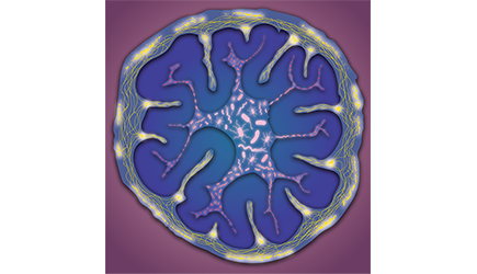How Microbes Use Sex Hormones to Shape Gut-Brain Interactions